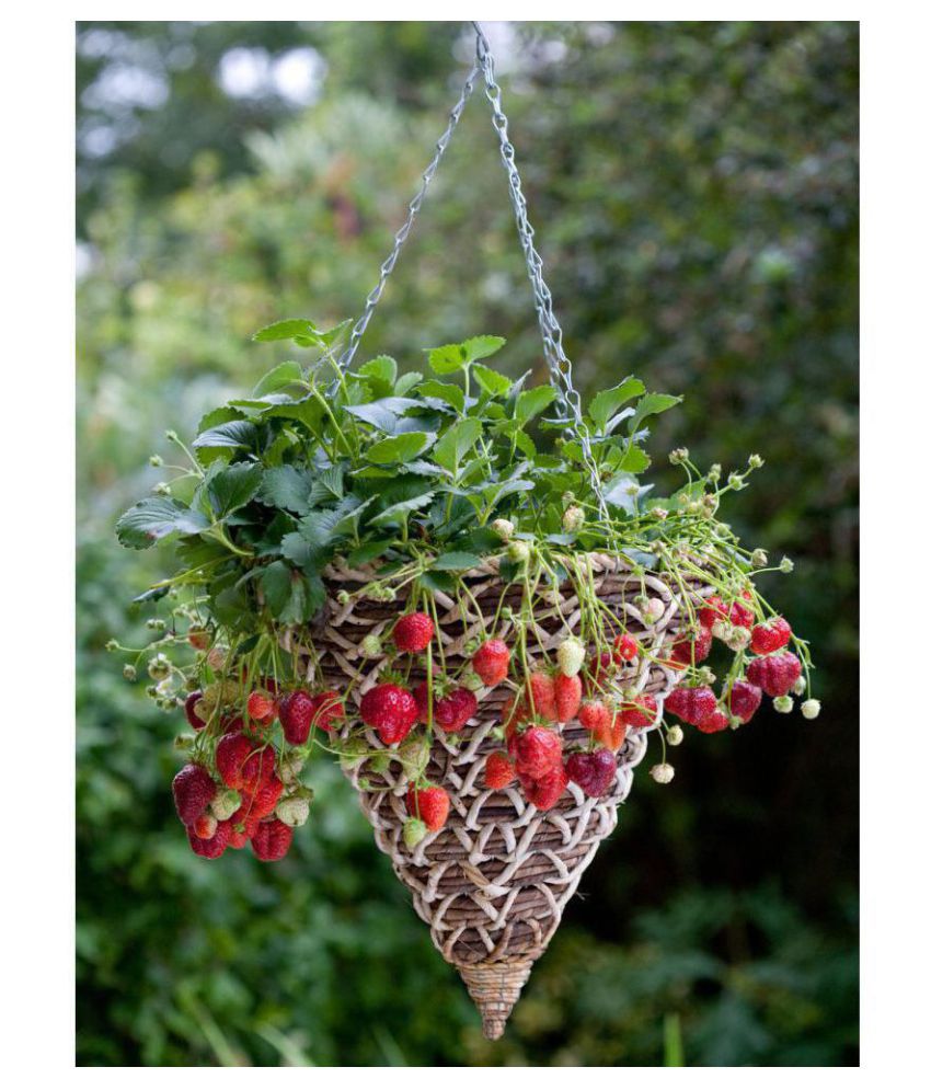     			OhhSome Herb Seeds Garden - Strawberry Fruit Seeds For Hanging Basket Kitchen Garden Pack