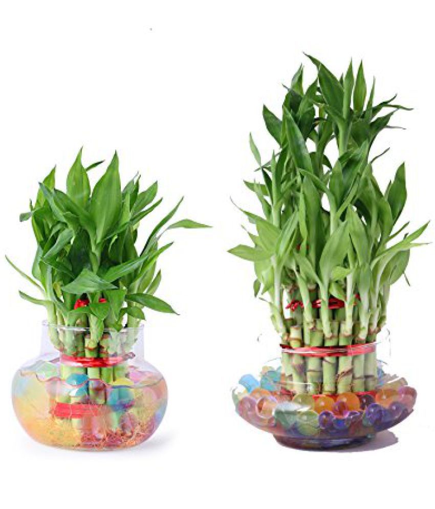 Green plant indoor 3 & 2 Layer Lucky Bamboo Bonsai Plant