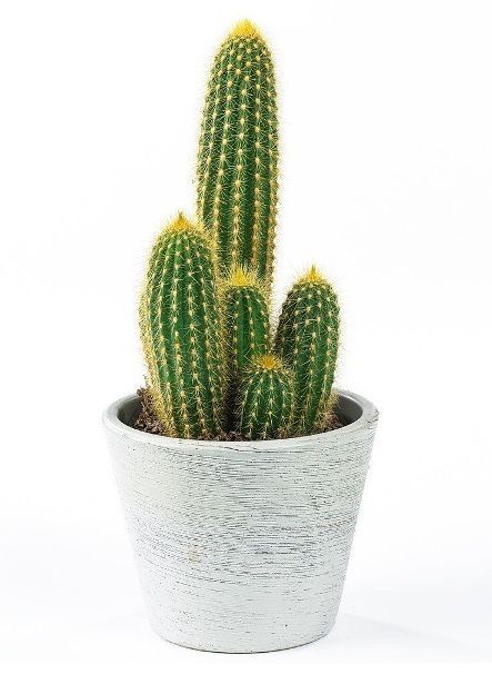 VPN Live Long Cactus  Indoor  Outdoor Both Cacti 