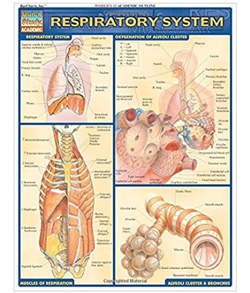 Respiratory System Quick Study Academic Buy Respiratory System Respiratory system quick study academic buy respiratory system
