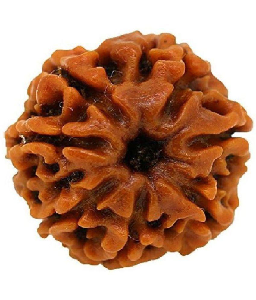     			haridwar astro  100% Natural and Original Rare 7 Mukhi Rudraksha 7 Face Rudraksha