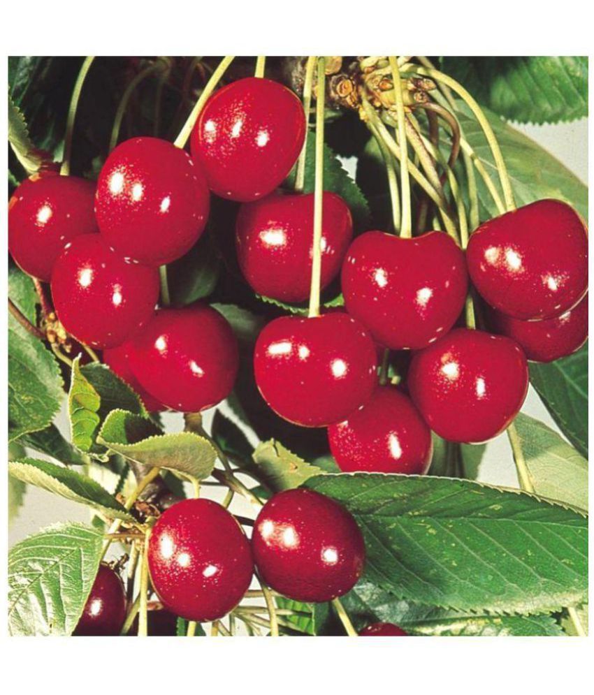 Vpn Live Sweet Red Cherry Fruit Fruit Plant Buy Vpn Live Sweet Red Cherry Fruit Fruit Plant Online At Low Price Snapdeal