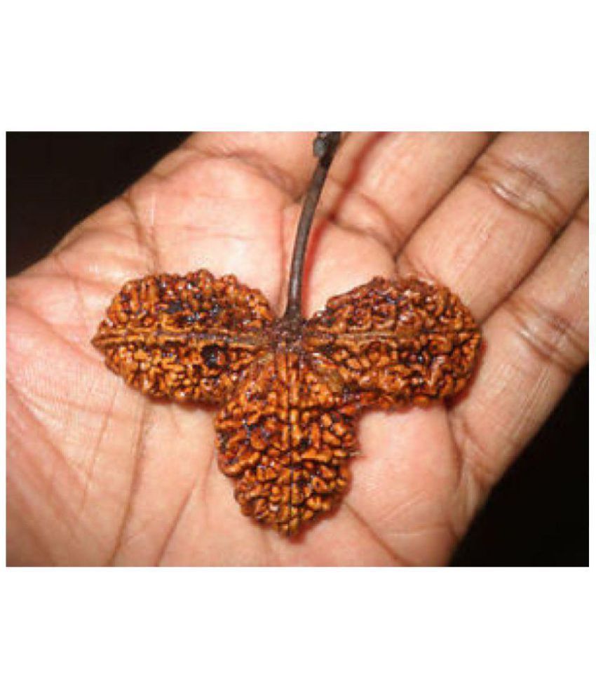 Divine Astrologers Rare Genuine Trijuti Rudraksha Buy Divine Astrologers Rare Genuine Trijuti Rudraksha At Best Price In India On Snapdeal A wide variety of rare rudraksha beads options are available to you divine astrologers rare genuine trijuti rudraksha
