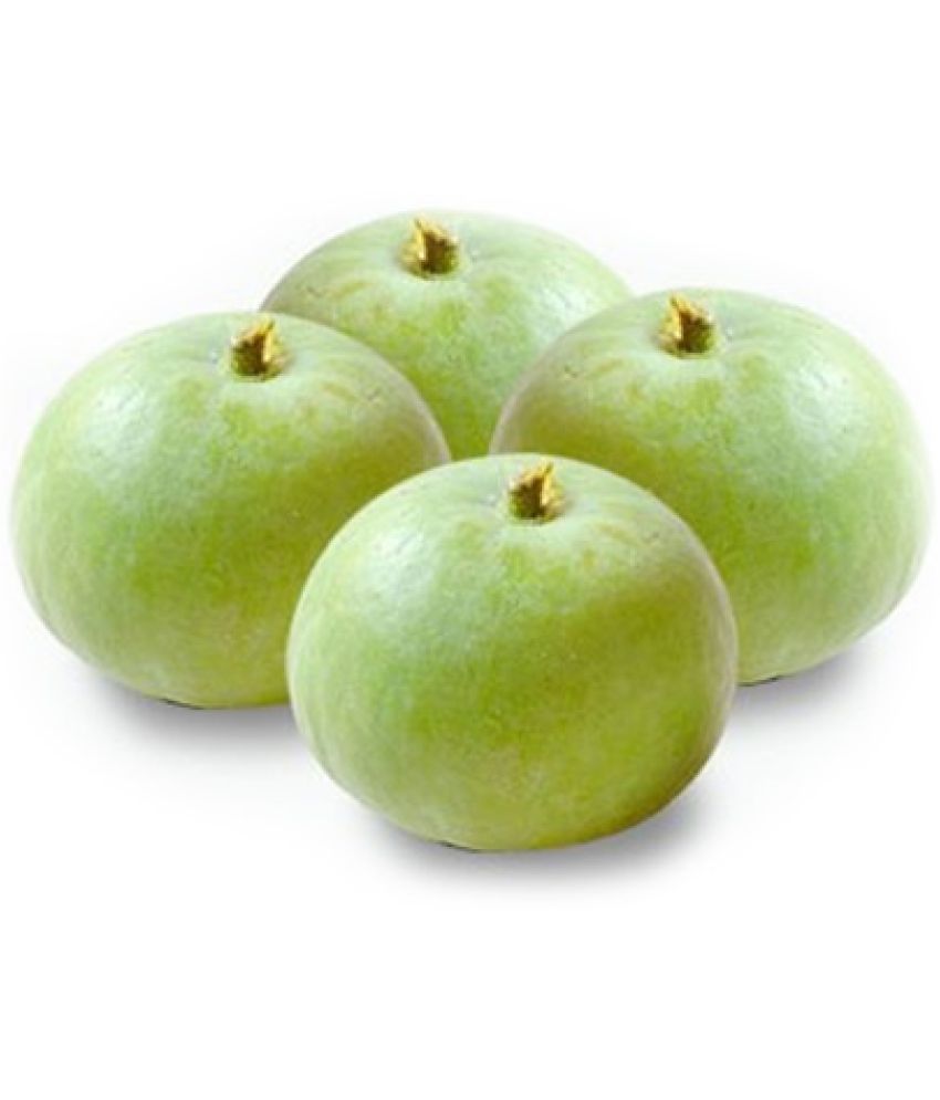 Vegetable seeds Tinda Best Quality High Germination Seeds 1 pack of 25