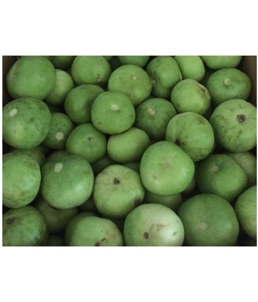 Vegetable seeds Tinda Best Quality High Germination Seeds 1 pack of 25