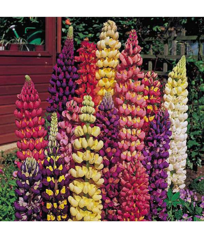     			Azalea Gardens Lupine Flower Seeds "TUTTI FRUTTI\n" 20 Seeds Pack