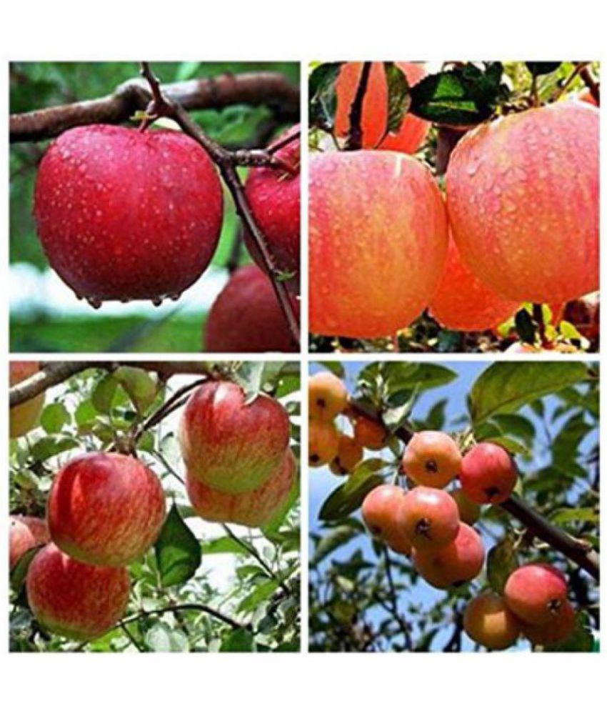     			Azalea gardens ,Apple(FUJI)SEEDS 20 SEEDS