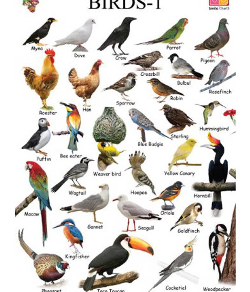 birds sounds chart