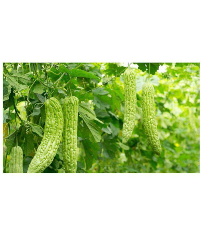     			Creative Farmer Bittergourd Seeds - White Long - Vegetable Seeds For Winter Kitchen Kitchen Garden Pack Seed