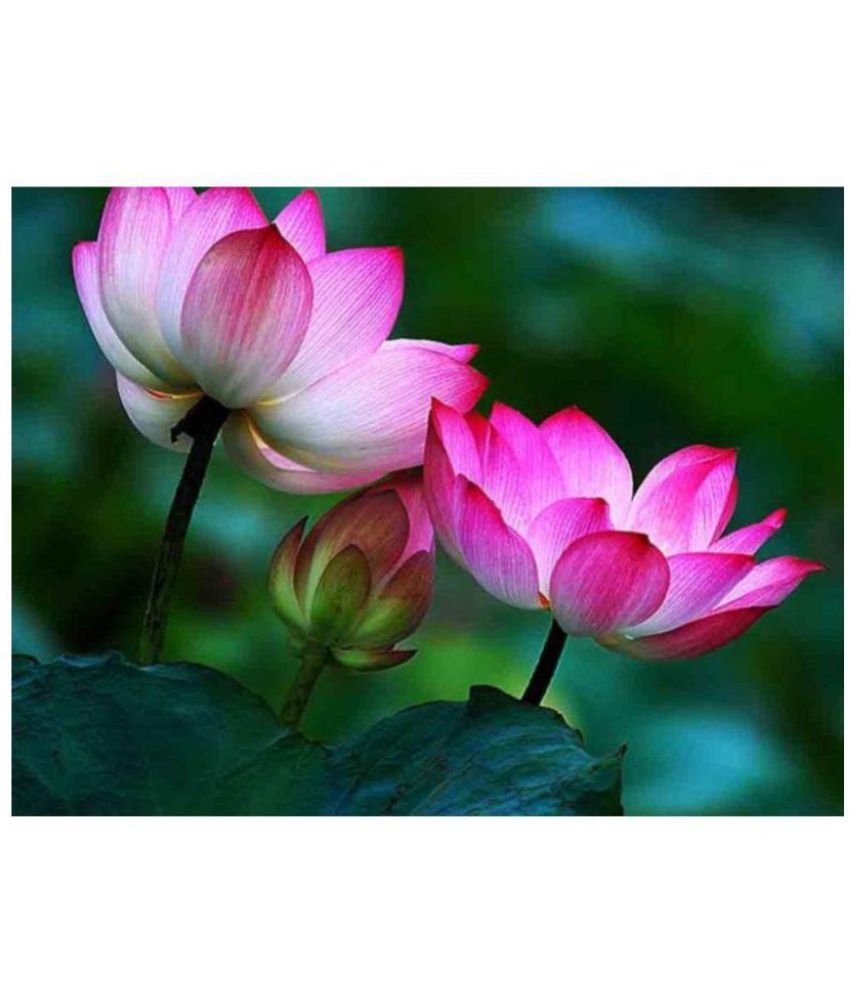     			Lotus Flower Seeds (10 Per Packet) each Seed  (10 per packet)