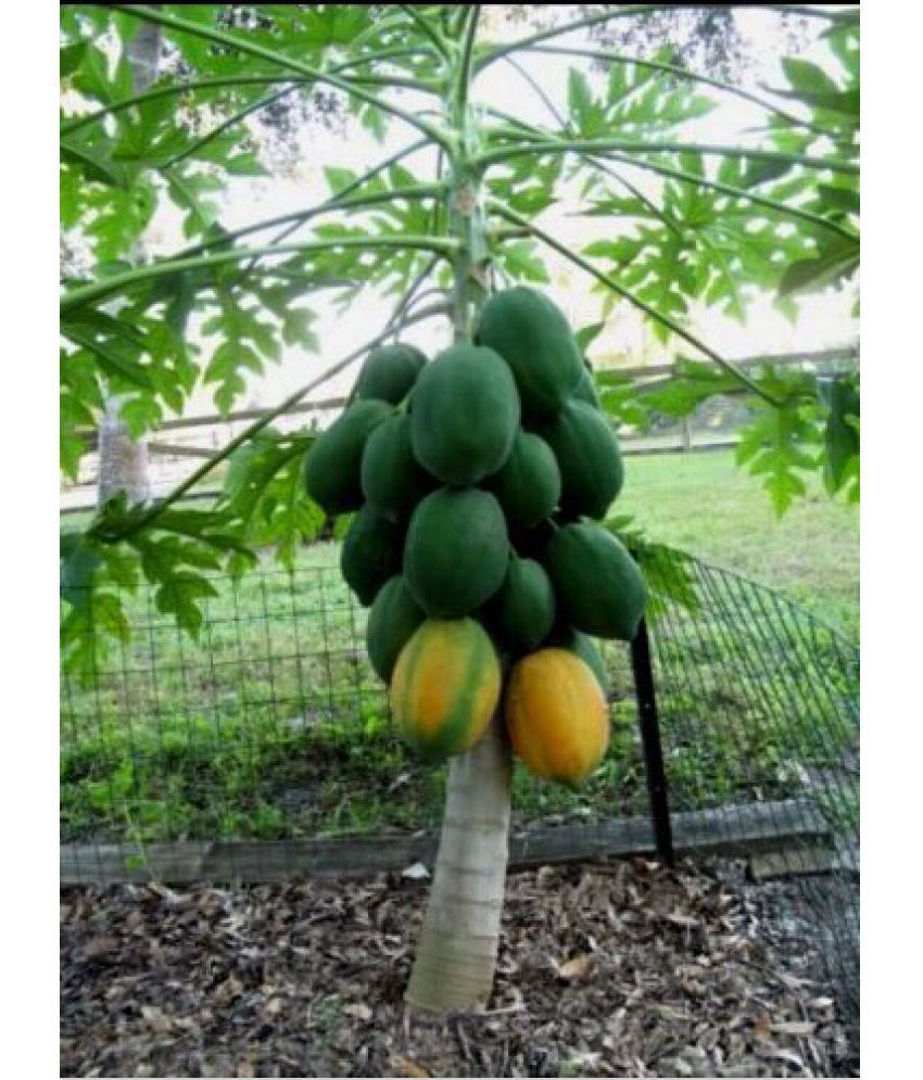 Creative Farmer Fruit Seeds Papaya Dwarf Variety Orange Fleshlarge And Soft Juicy Fruit Seeds 6800