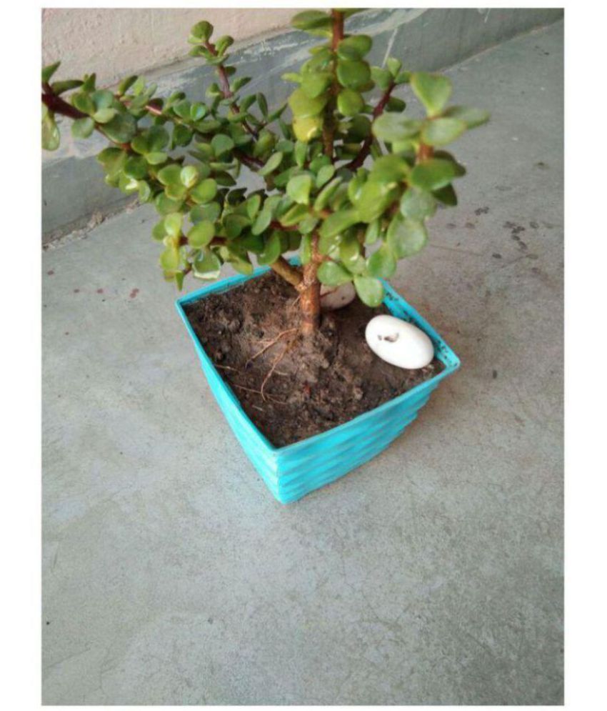 live-nursery-jade-plant-crassula-ovata-both-indoor-plant-buy-live