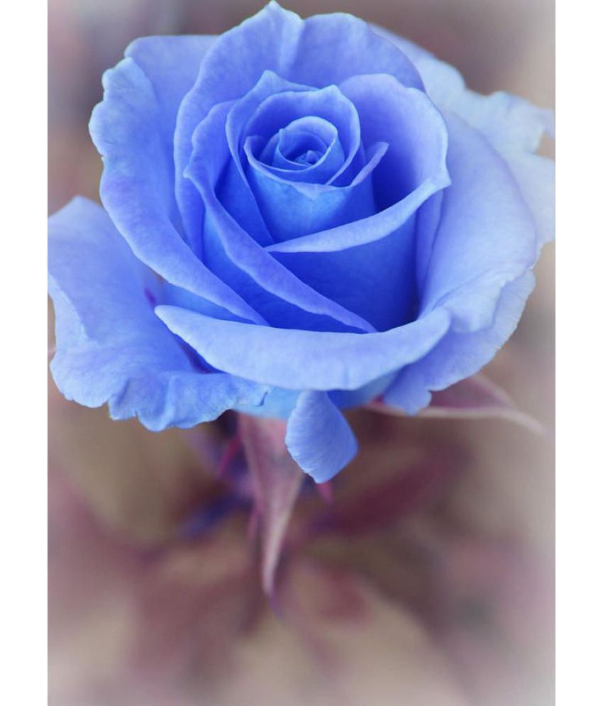 Azalea Garden Rare Blue Rose 1 Healthy Live Outdoor Flower Plant Buy