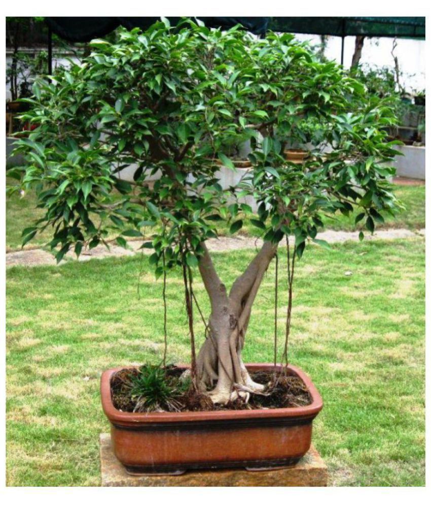 VPN Live Ficus Benjamina Plant - 18 months old Pre Bonsai ...