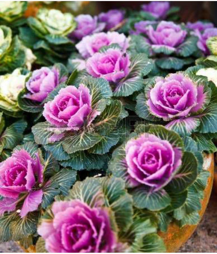     			Flower Seeds : Curled Kitchen Kale Home Garden Balcony Flower Seeds Live Plant Seeds (Plant Seeds) Garden Plant Seeds By OhhSome