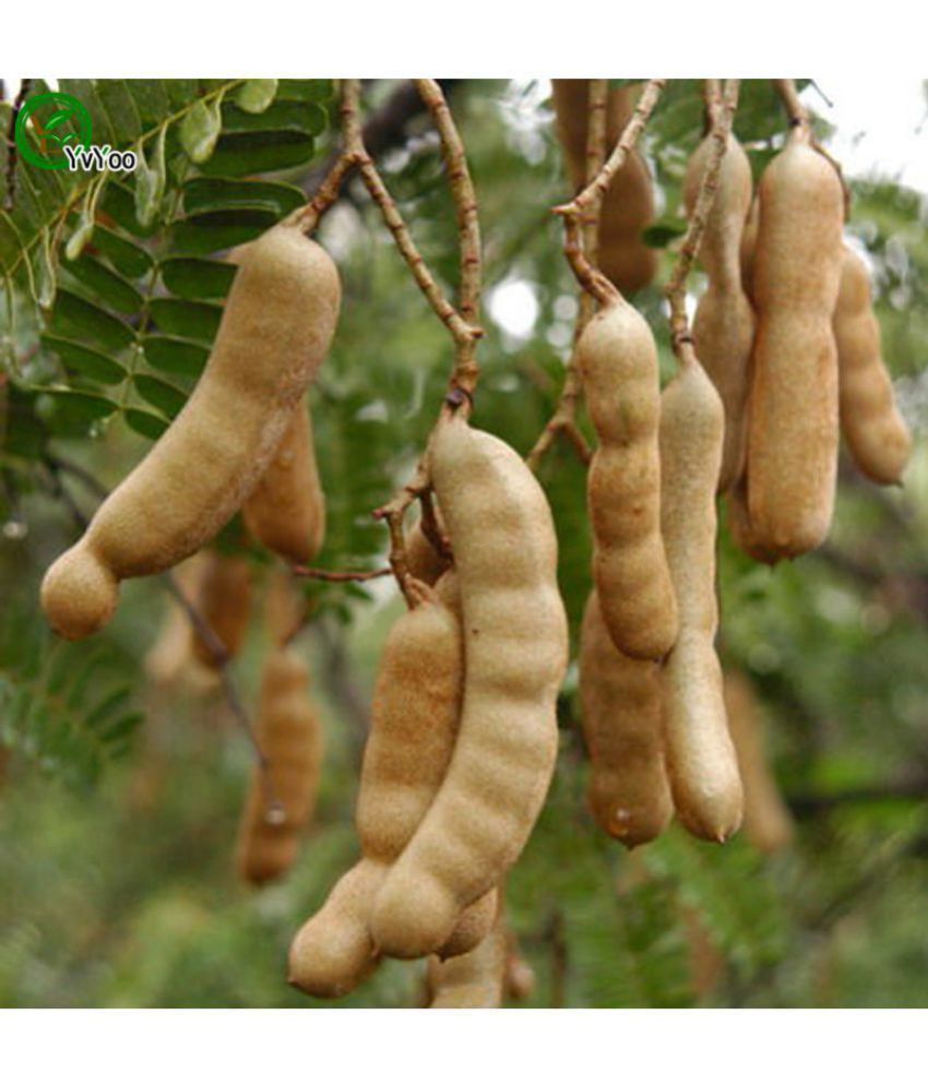 Creative Farmer Fruit Seeds Tamarind Tree Seeds Fruit Seeds For Home Garden Organic Fruit Seeds Kitchen Garden Pack Buy Creative Farmer Fruit Seeds Tamarind Tree Seeds Fruit Seeds For Home Garden Organic