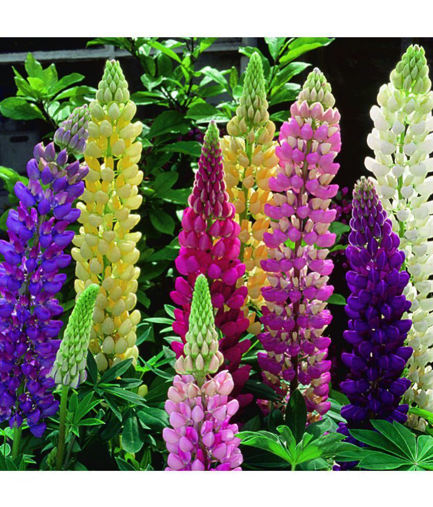 Flower Seeds Lupine Mixed Flower Seeds Seeds Winter Flowers Greenary For Home Plants Garden Packet Garden Plant Seeds By Creative Farmer Buy Flower Seeds Lupine Mixed Flower Seeds Seeds Winter