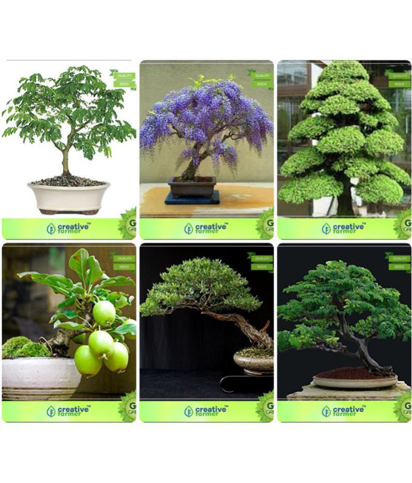 Bonsai Seeds Seed For Pot Combo Saman, Jacaranda, Cryptomaria