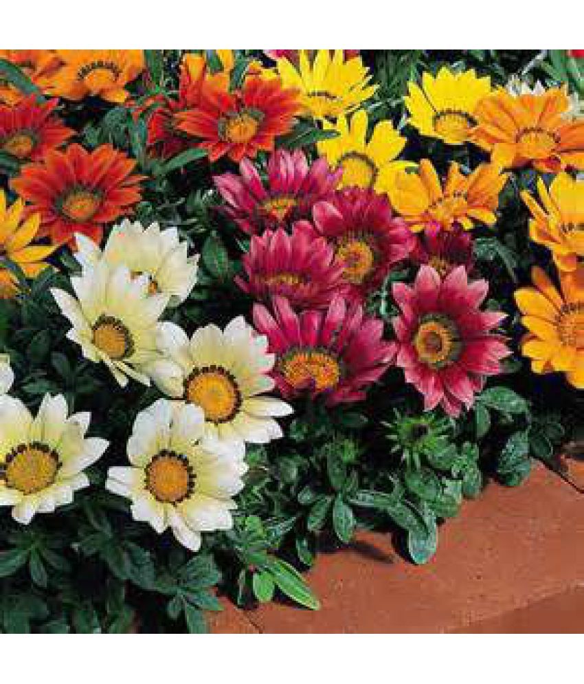 Flower Seeds Treasure Flower Plants Seeds For Balcony (Plant Seeds