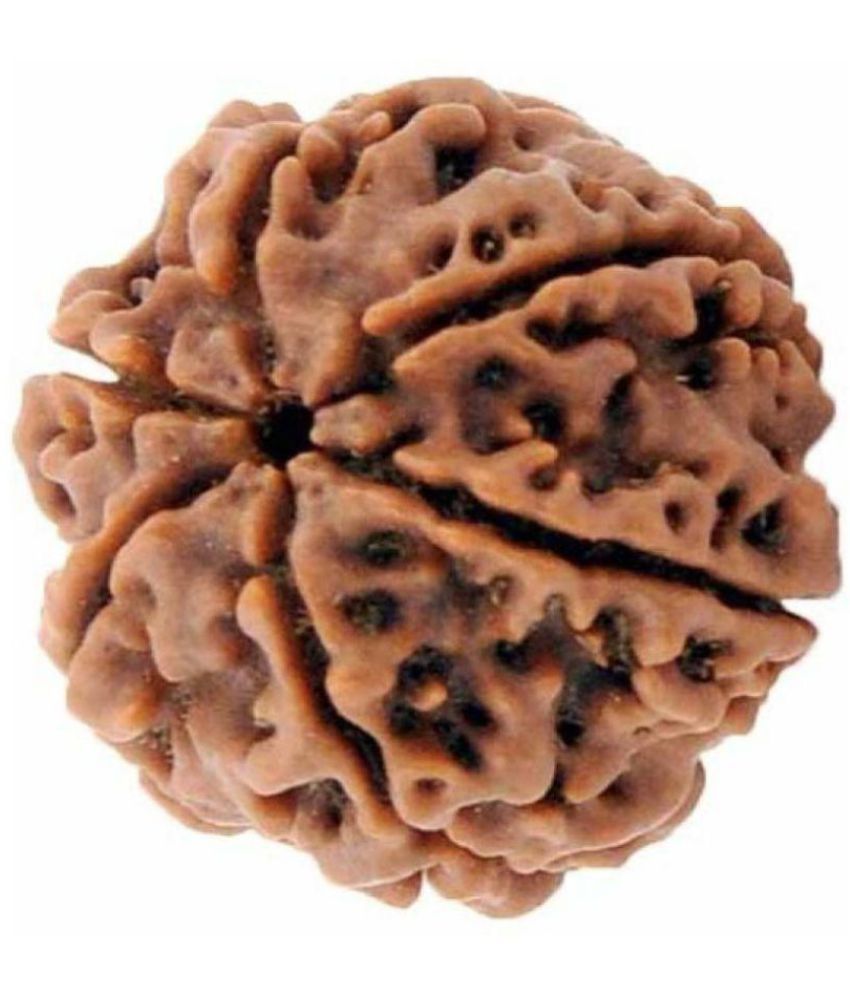     			Lord Shiva Brown 6 Mukhi Lab Certified Natural Ganesha Shani Rudraksha