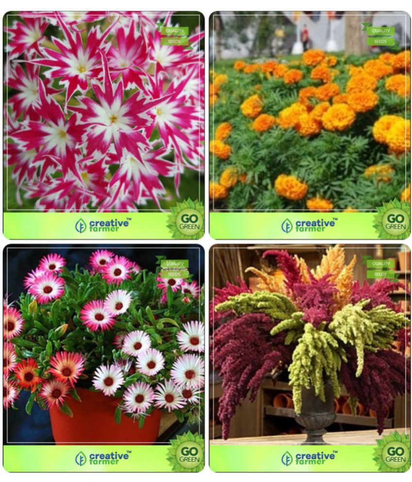Flower Seeds Plant Seeds Gardening Combo Phlox Twinkle, Marigold