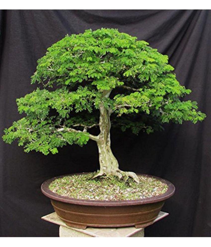 How To Bonsai A Tree From Seed