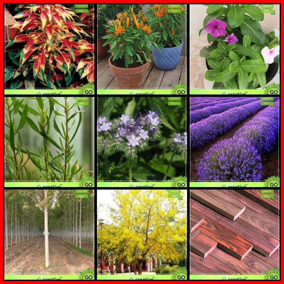 All Purpose Combo Flower Seeds & Tree Seeds Black Wattle, Golden Rain