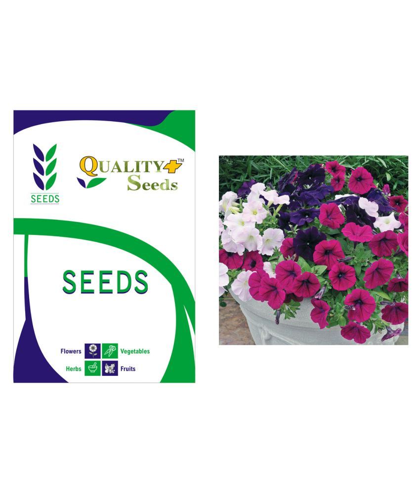 BALSAM MIXED GARDEN SEEDS FLOWER FOR PLANTING HOME GARDEN QUALITY PLUS