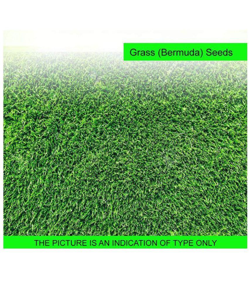BERMUDA GRASS SEEDS100 GRAM Buy BERMUDA GRASS SEEDS100 GRAM Online