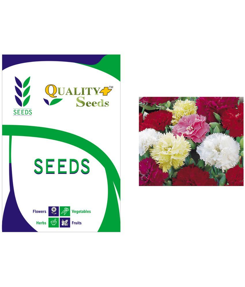 CARNATION FINE MIXED GARDEN SEEDS FLOWER FOR PLANTING HOME GARDEN QUALITY PLUS SEEDS Buy