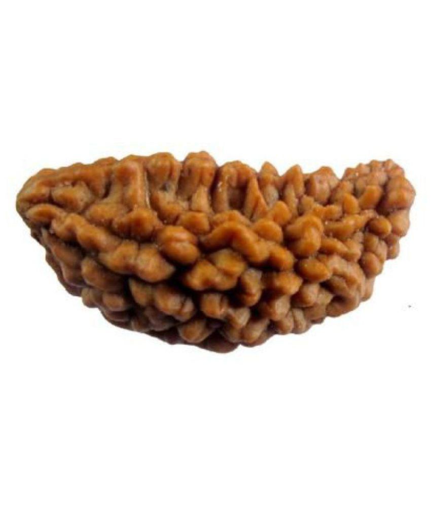 one-mukhi-rudraksha-one-face-rudraksha-sinks-in-water-100-original