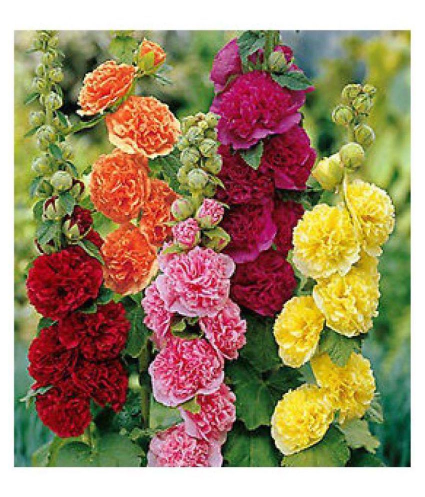     			spring mix hollyhock seeds with growing seeds