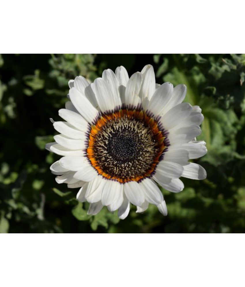 Flower Seeds Veniidium Zulu Prints Plant Seeds Flower Seeds Gardening