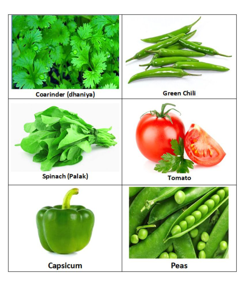     			Zonato - Easy Planting - Combo pack of 6 Green Hybrid All Season growing Vegetables {Coriander(Dhaniya), Green Chilli, Spinach (Palak),Tomato, Capsicum & Peas} 1 pack Of more than 200 Seeds