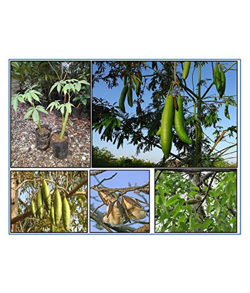 RK Seeds Silk Cotton Tree Seeds ,Bombax ceiba seeds Pack of 100 g