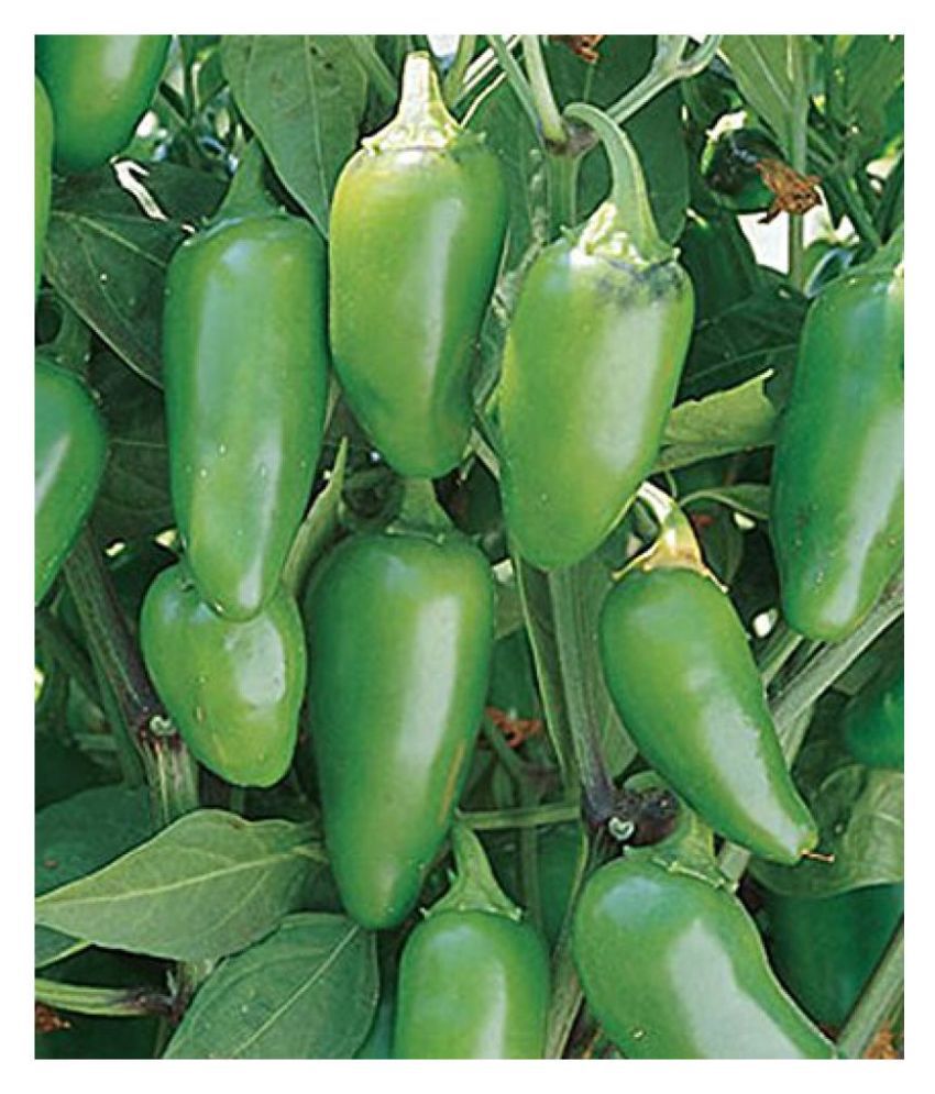     			SOIL ME Pepper Jalapeno Green Seeds