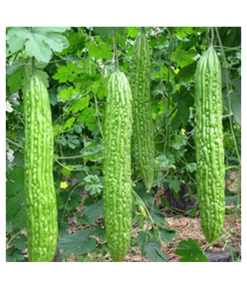     			ATOZ Hybrid Long Bittergourd Seeds