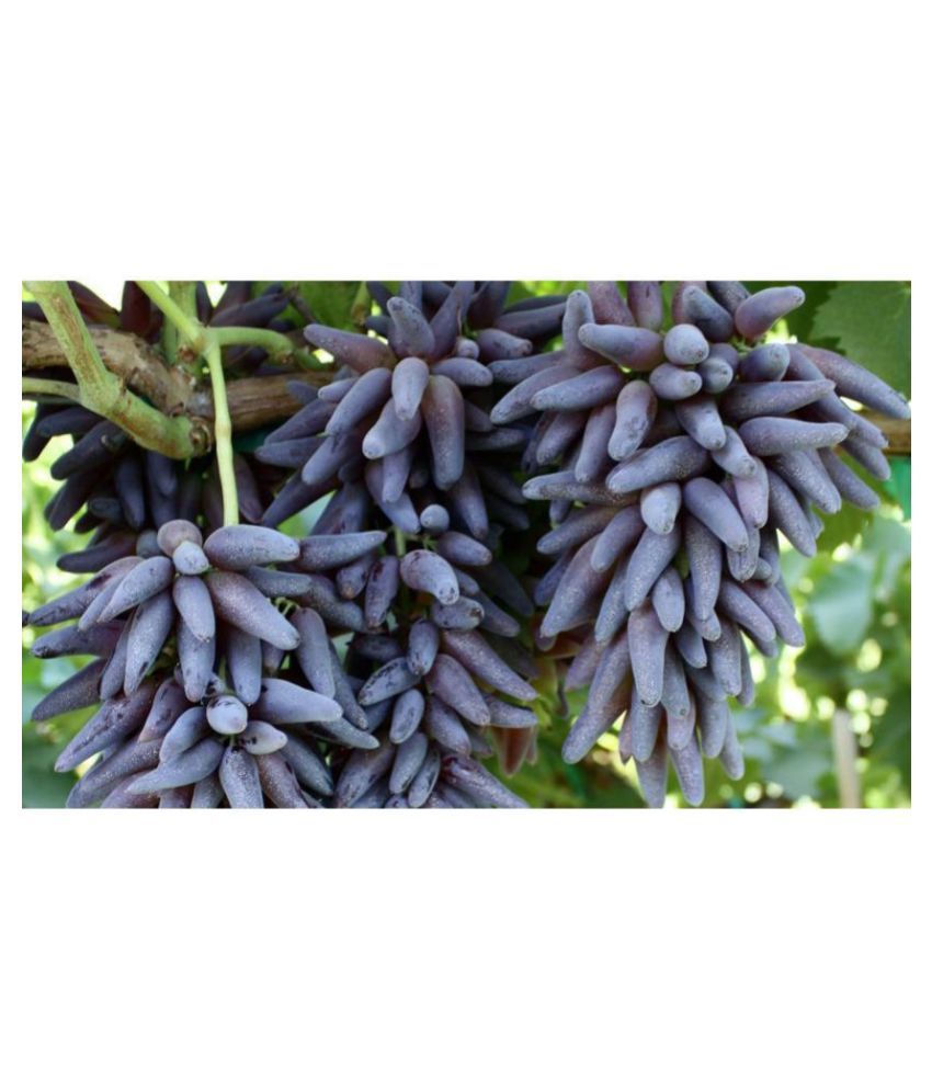     			10 Seeds Witch Finger Grape Vine Seeds Juicy Fruit Seeds