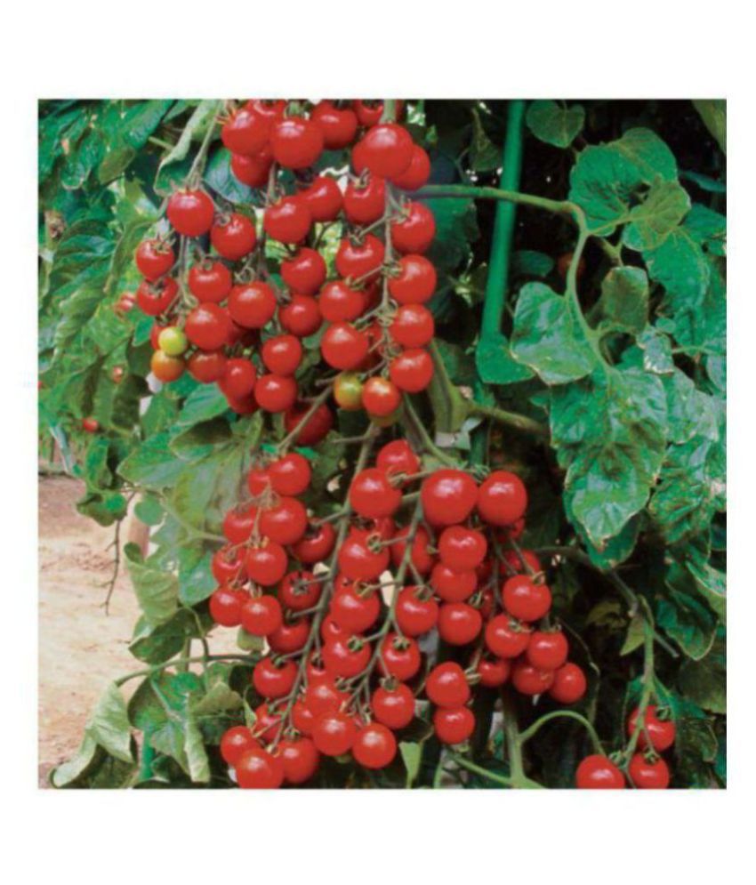     			Cherry Tomato Best Quality Seeds - Pack of 50 Hybrid Seeds