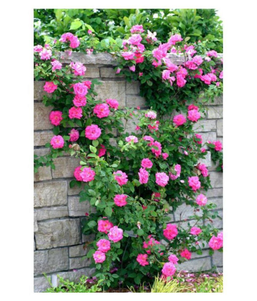 Climbing Pink Rose Seed (10 per packet) Buy Climbing Pink Rose Seed