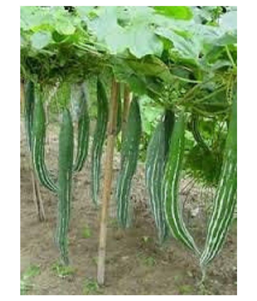     			Go Green Snake Gourd/Chachinda Desi-2 pkts Each 30 Seeds