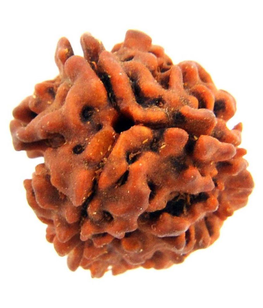     			Gemsamor 3 Mukhi Nepali Certified Rudraksha