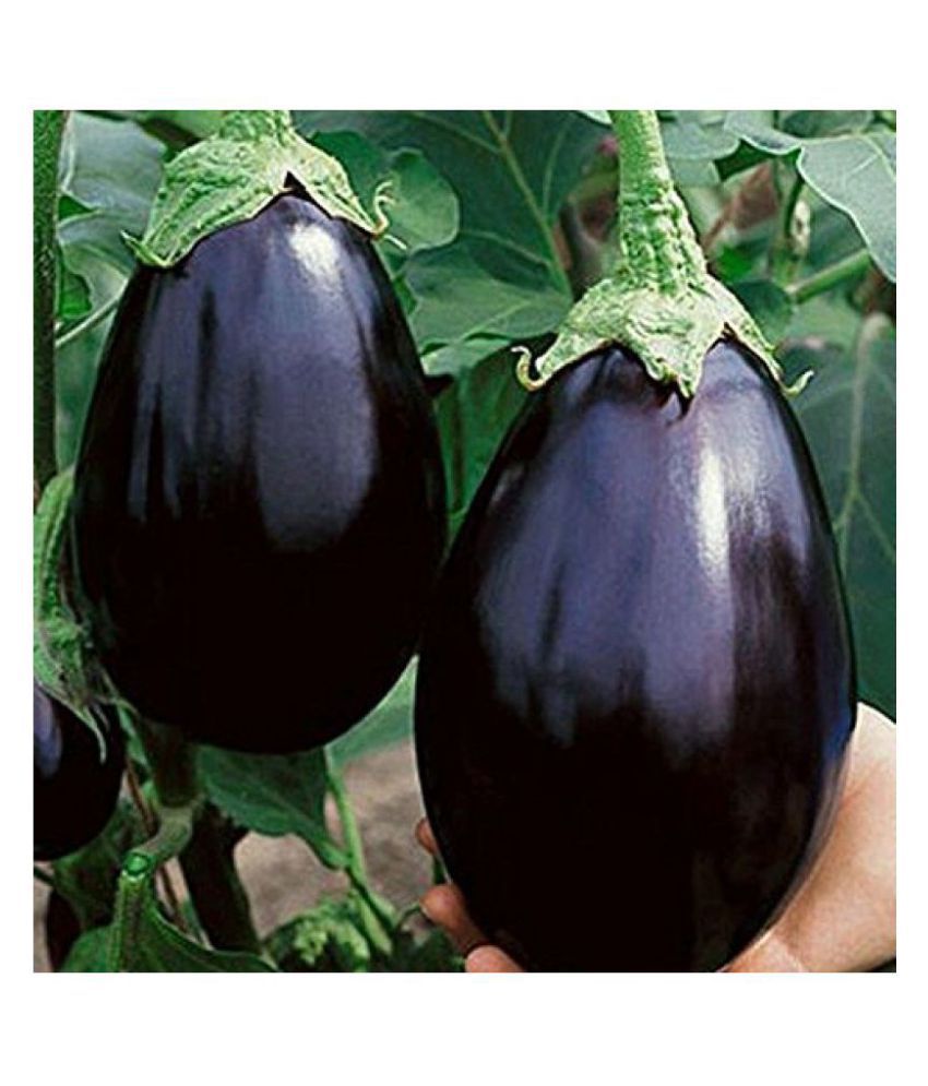     			BS SEEDS Gardens Black Beauty Brinjal or Eggplant Seeds (Multicolour, Pack of 100)