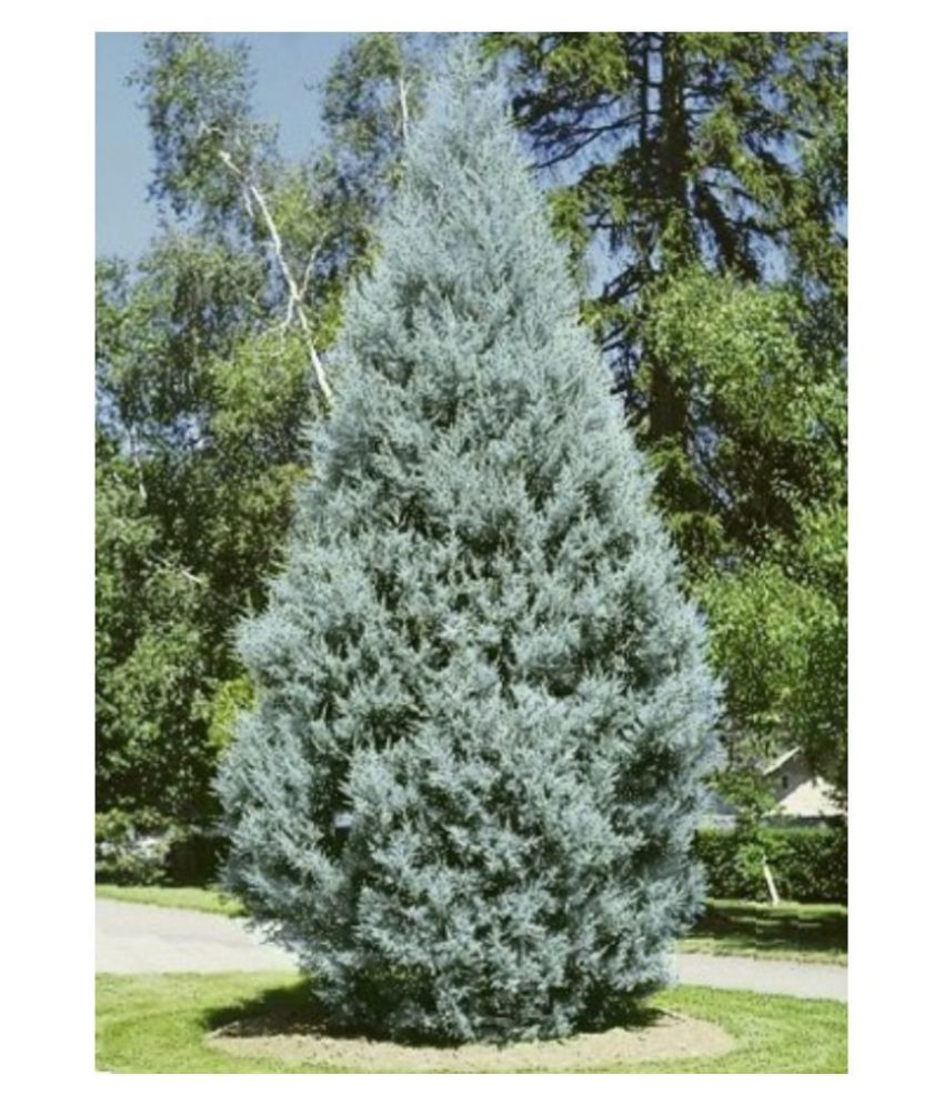 Кипарис Аризонский / Cupressus arizonica Fastigiata cont. 3 Palle