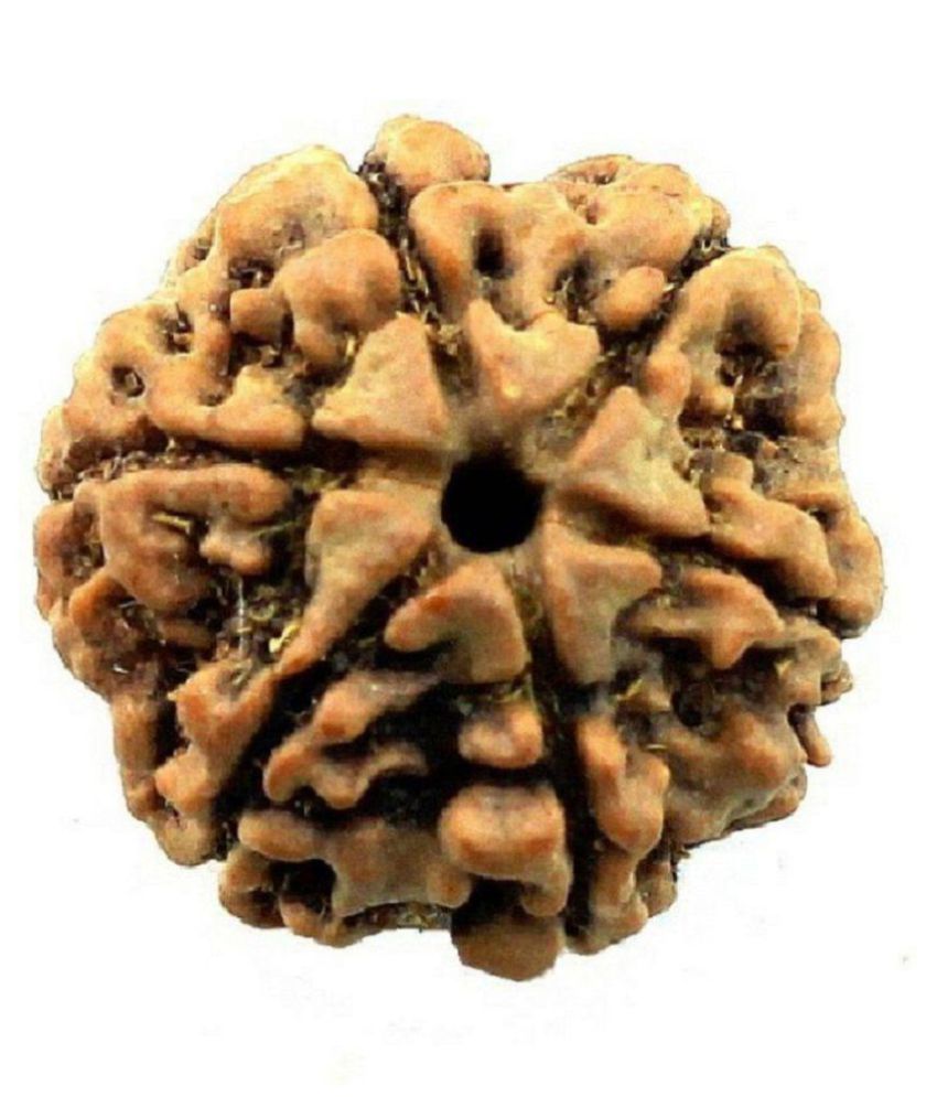     			6 Mukhi Rudraksha 6 Face Rudraksha