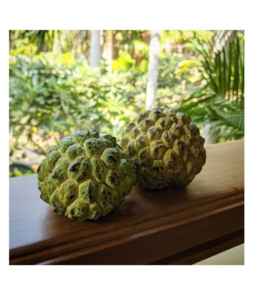     			FLARE SEEDS Custard Apple Hybrid Seeds High Germinated 15 Seeds