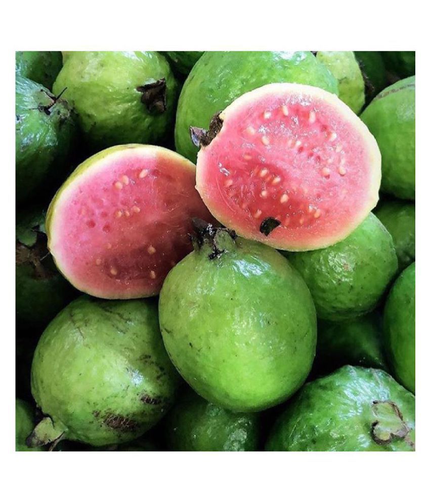     			FLARE SEEDS Exotic Red Malaysian Guava 50 Hybrid Seeds