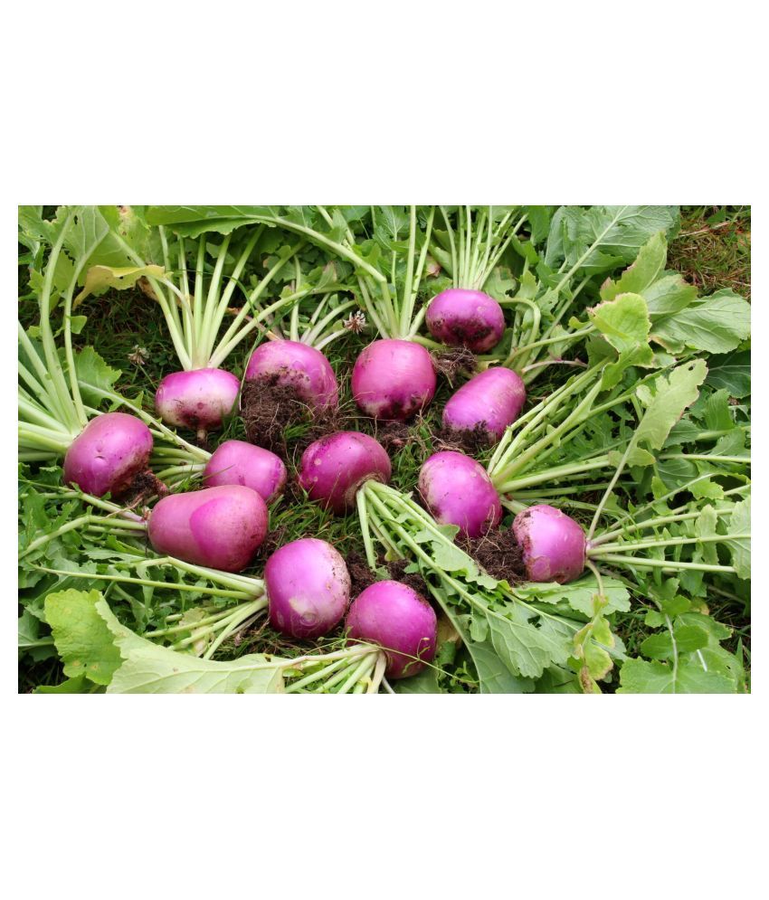 Turnip Vegetables Seeds 100 Seeds Pack Buy Turnip Vegetables Seeds 100 Seeds Pack Online at
