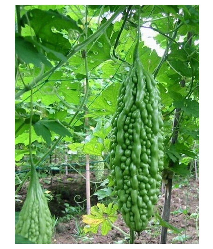 Bitter Gourd Vegetable Seeds 25 Pcs Packet Buy Bitter Gourd Vegetable Seeds 25 Pcs Packet Online At Low Price Snapdeal