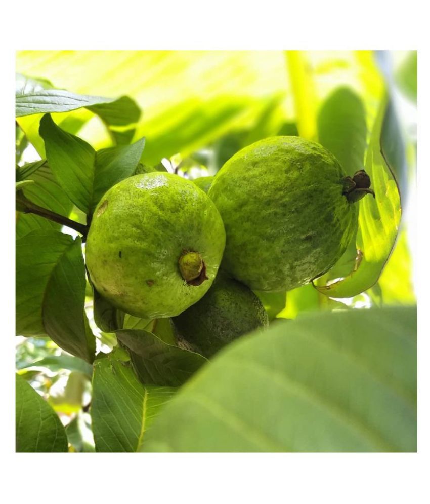     			FLARE SEEDS Pisidium Guava Fruit Seeds Best Growing Plant Seeds - 100 Pc